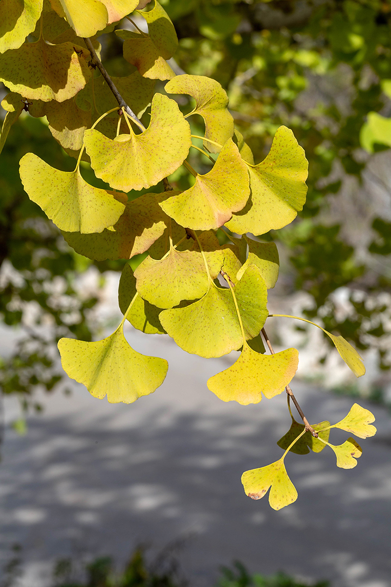 Image of Ginkgo biloba specimen.