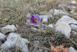 Pulsatilla taurica