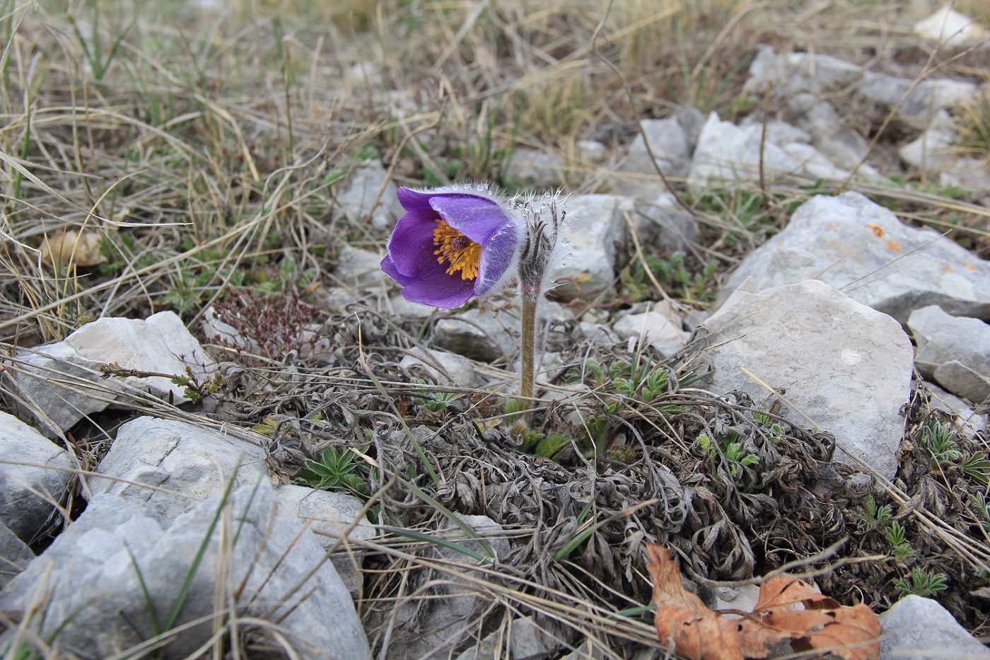 Изображение особи Pulsatilla taurica.