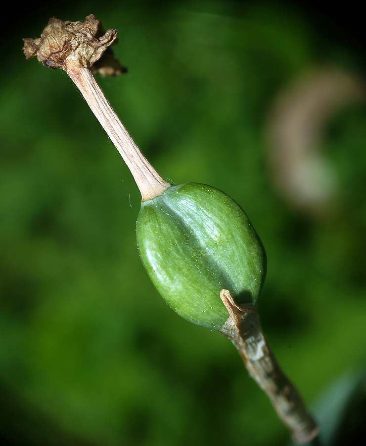 Image of genus Narcissus specimen.