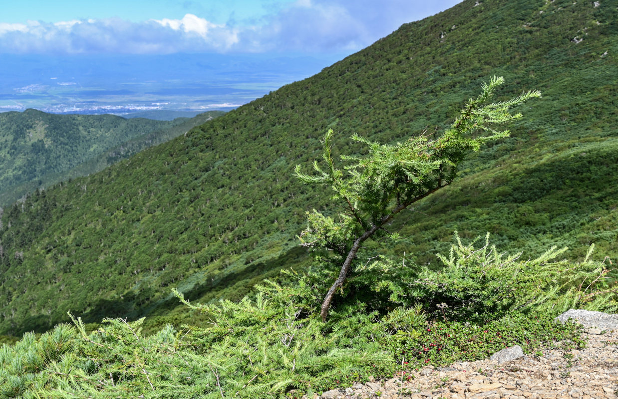 Image of Larix kamtschatica specimen.