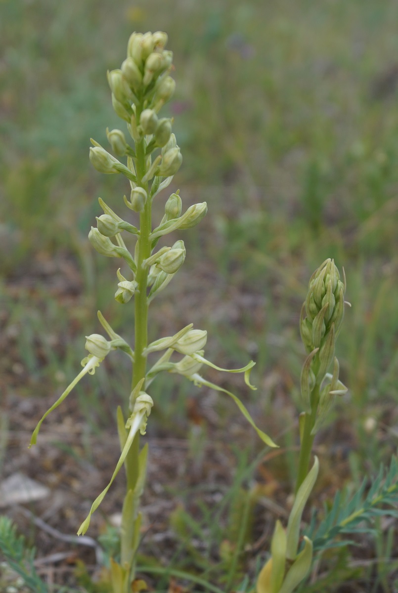 Image of Himantoglossum caprinum specimen.