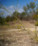 Bupleurum woronowii. Часть веточки с соцветиями. Крым, Феодосия, хр. Тепе-Оба, степной глинистый склон. 16.08.2020.
