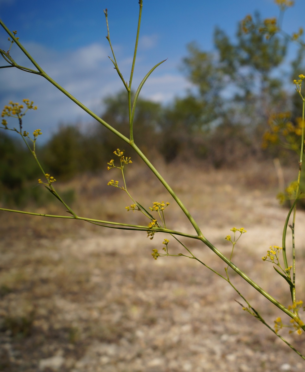 Image of Bupleurum woronowii specimen.