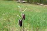 Fritillaria ruthenica