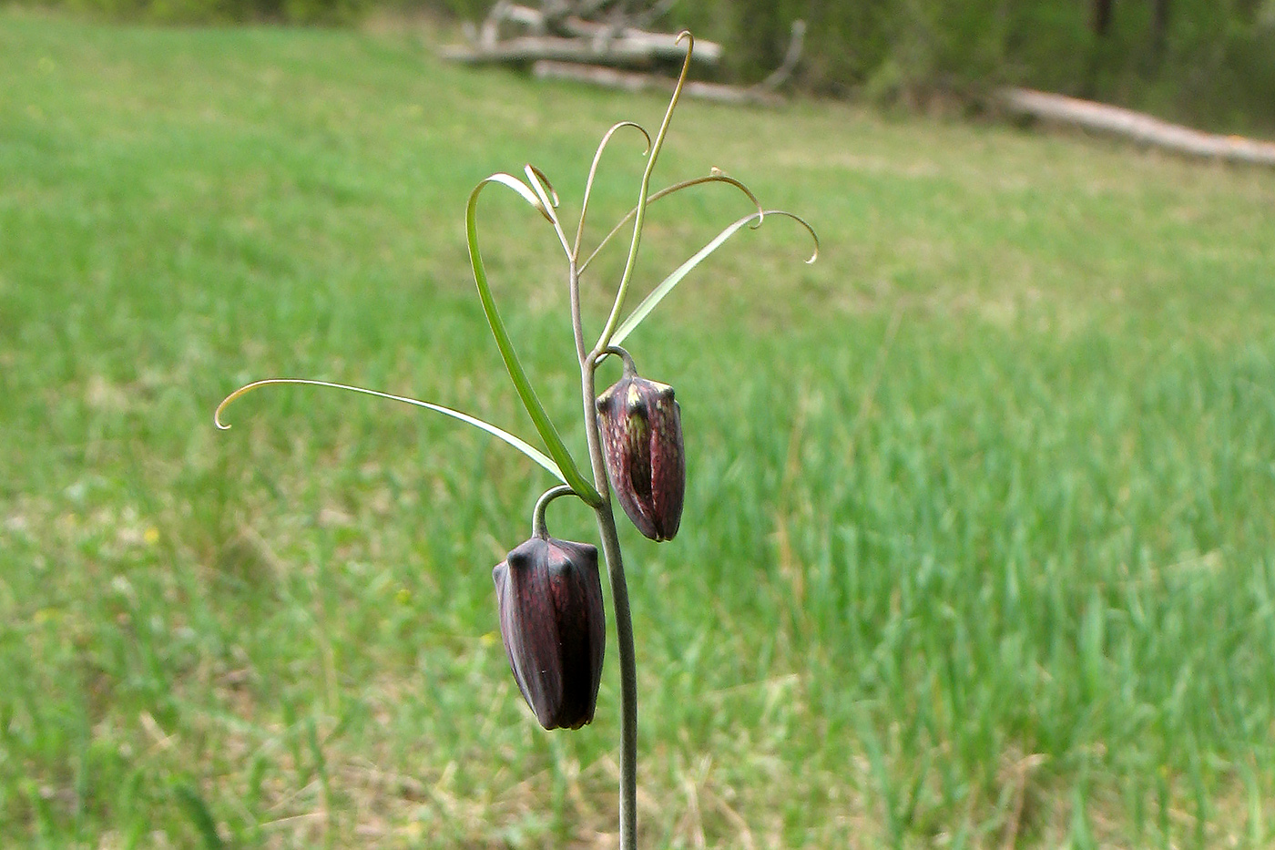 Изображение особи Fritillaria ruthenica.