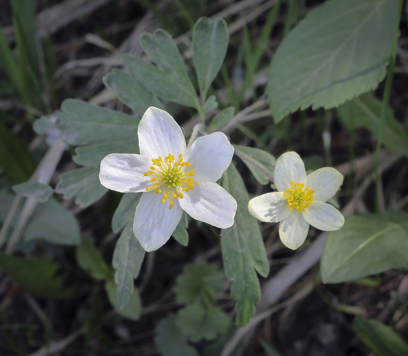 Изображение особи Anemone uralensis.