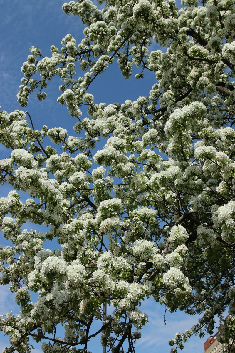 Image of Pyrus communis specimen.