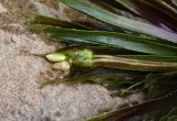 Stratiotes aloides