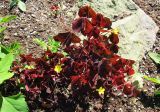 Oxalis stricta