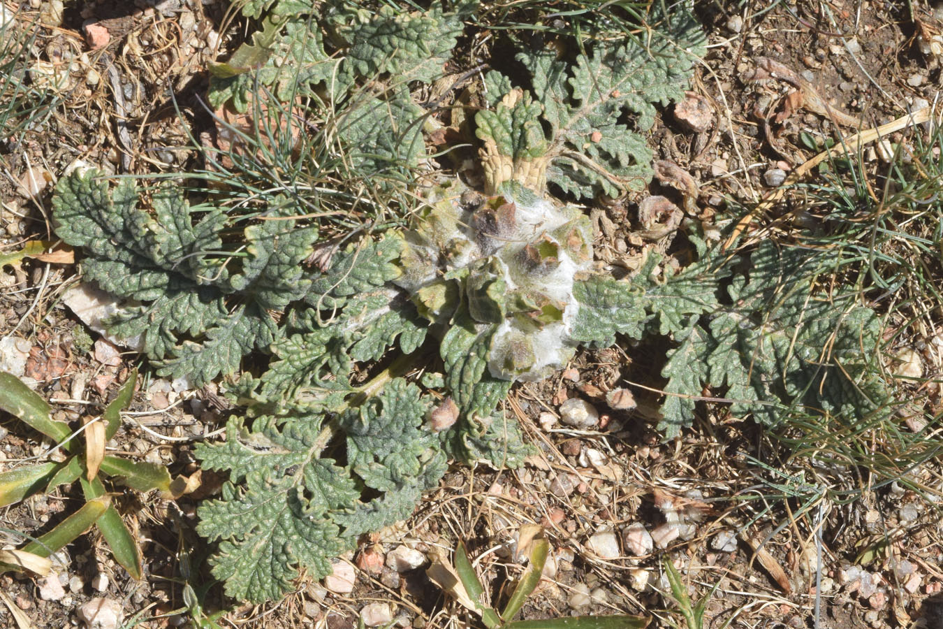 Image of Phlomoides speciosa specimen.