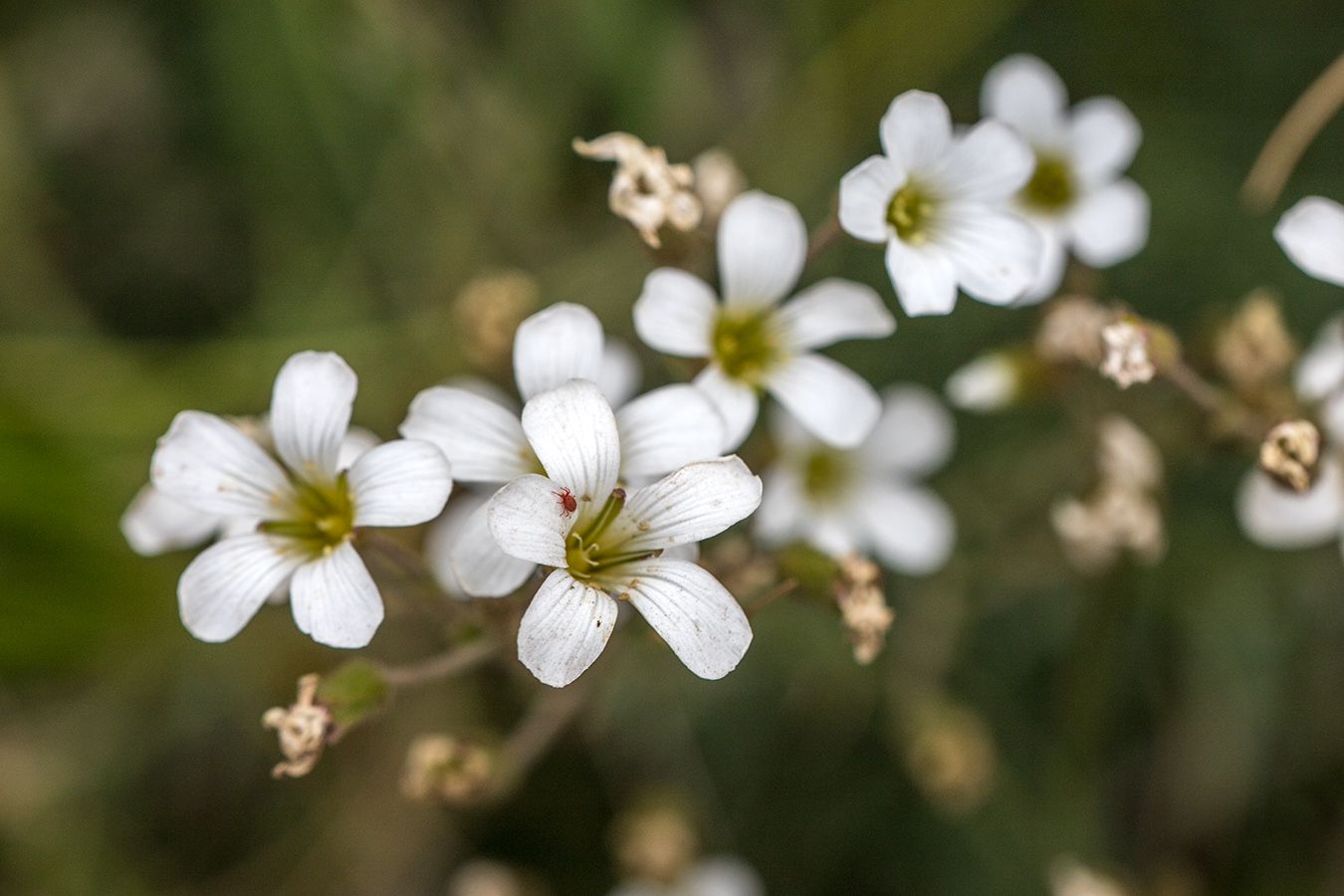 Image of Minuartia circassica specimen.