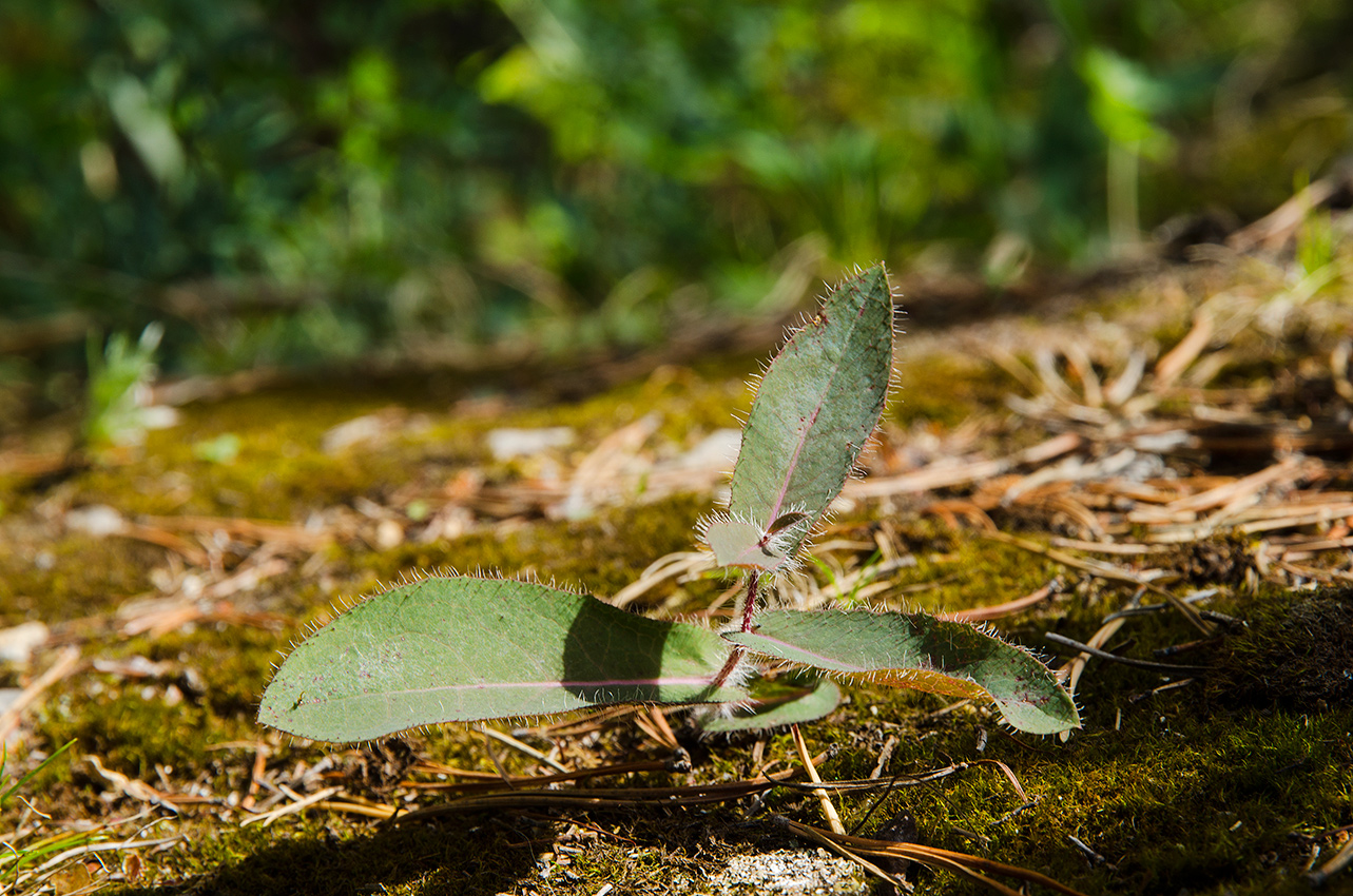 Изображение особи род Hieracium.