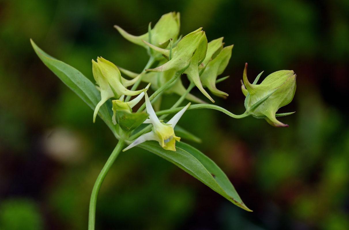 Изображение особи Halenia corniculata.