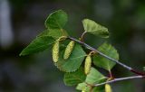 Betula pubescens. Верхушка побега с соплодиями. Красноярский край, Таймырский Долгано-Ненецкий р-н, плато Путорана, устье р. Кутарамакан, опушка смешанного леса, поросший мхами и лишайниками участок склона. 26.07.2023.