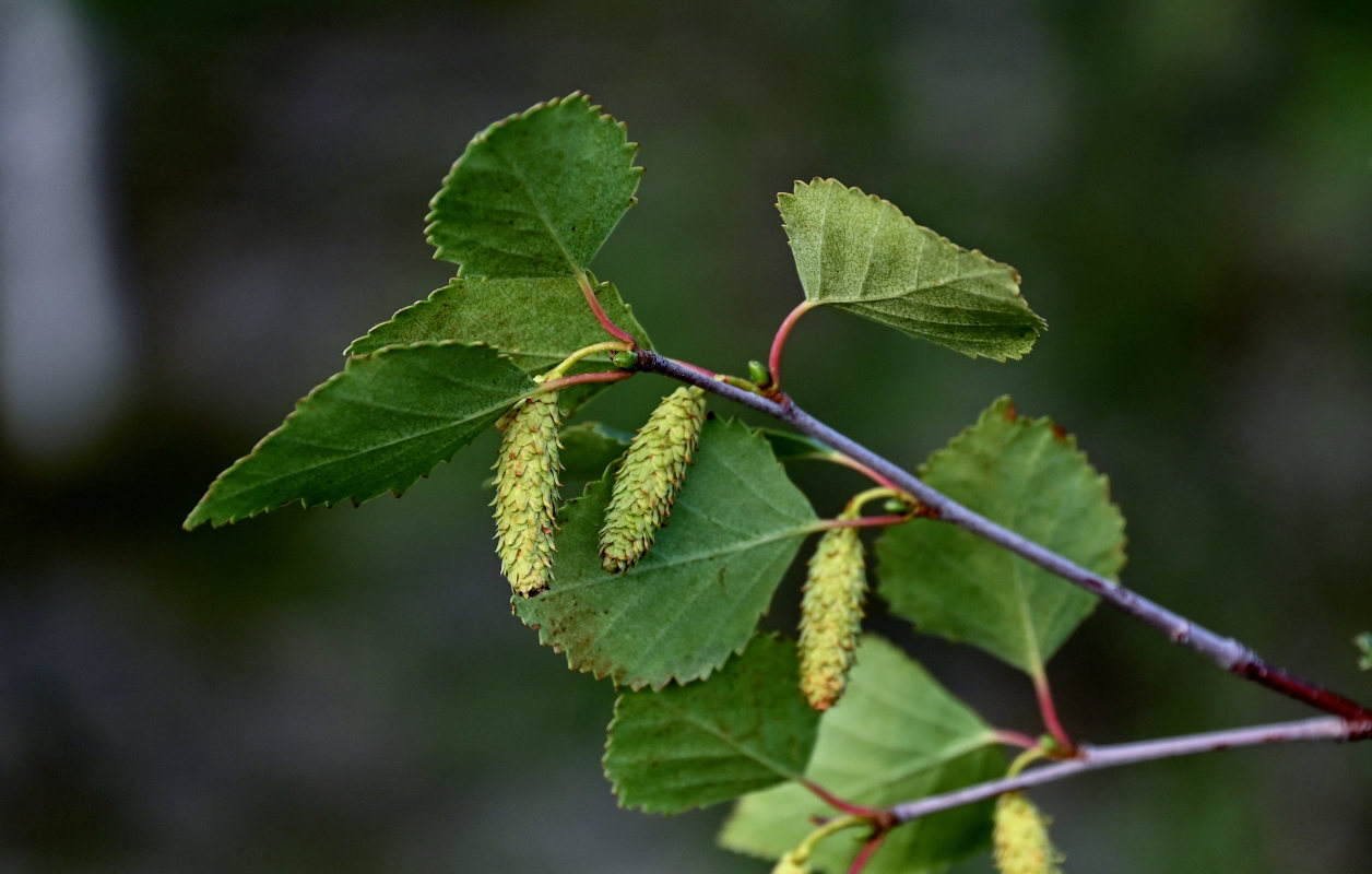 Изображение особи Betula pubescens.