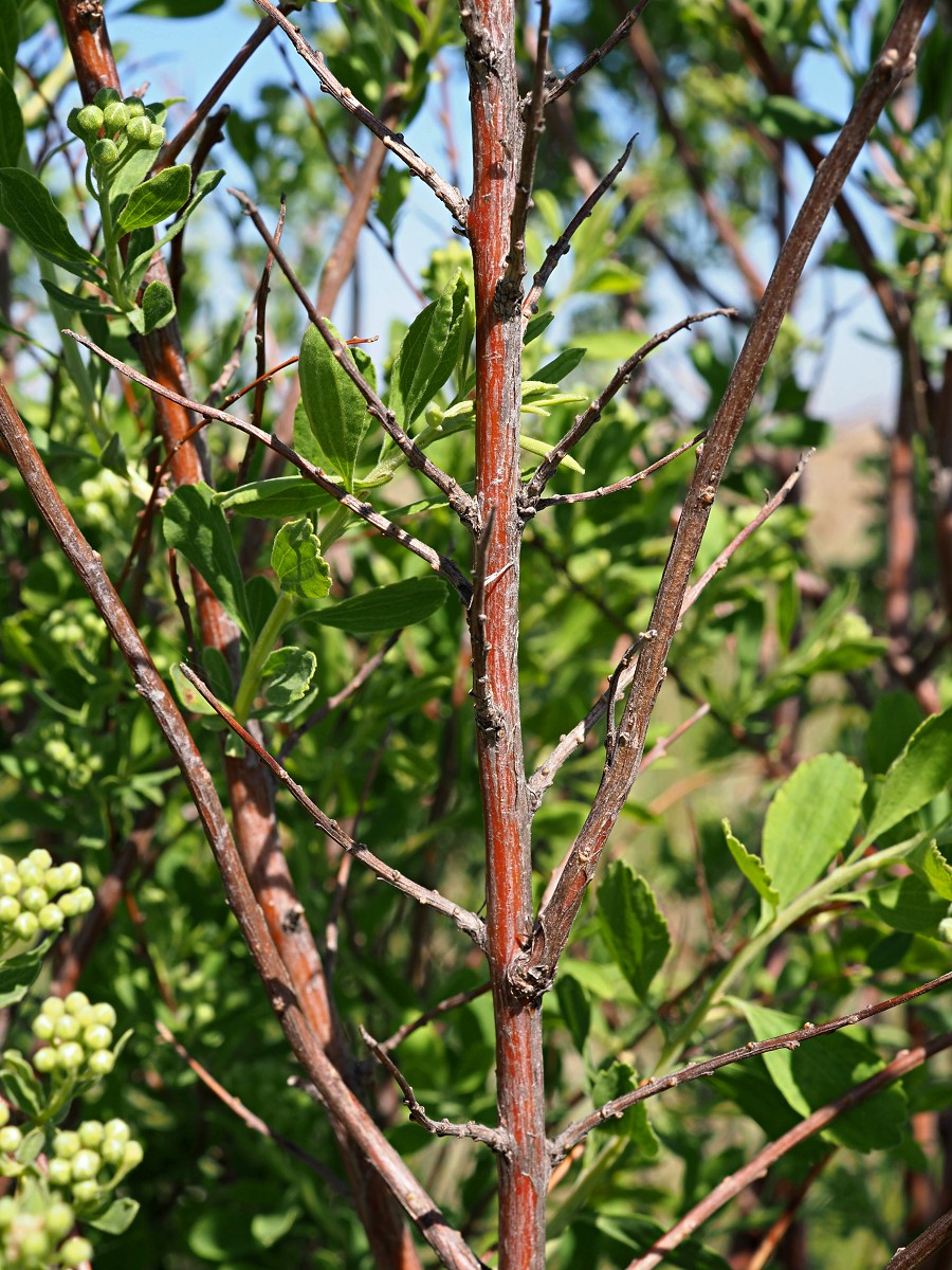 Image of Spiraea crenata specimen.