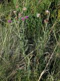 Carduus uncinatus. Цветущие и плодоносящие растения. Оренбургская обл., Саракташский р-н, хр. Карамурунтау, луговой склон. 07.07.2023.