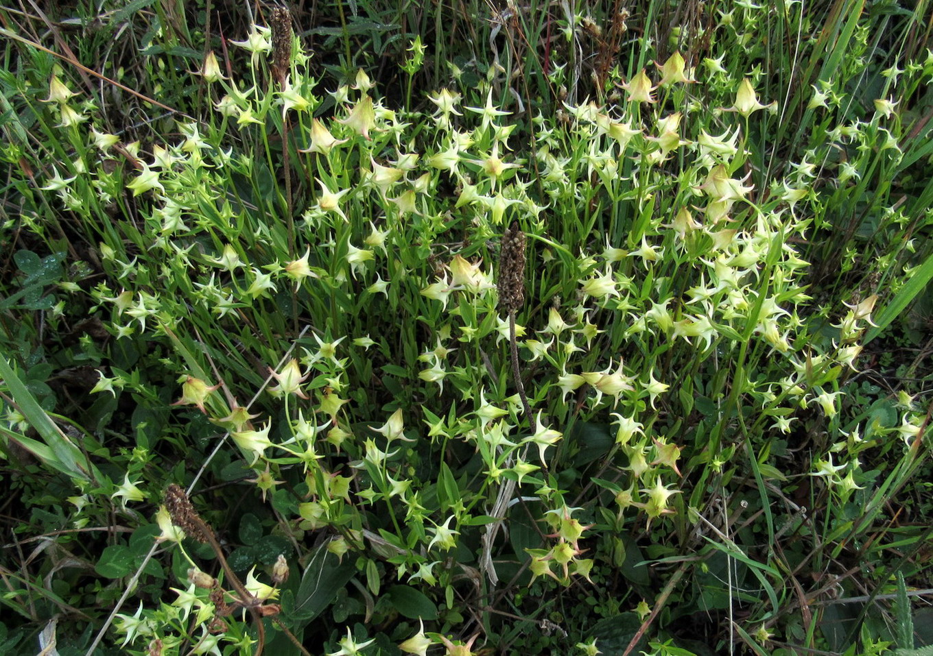 Image of Halenia corniculata specimen.