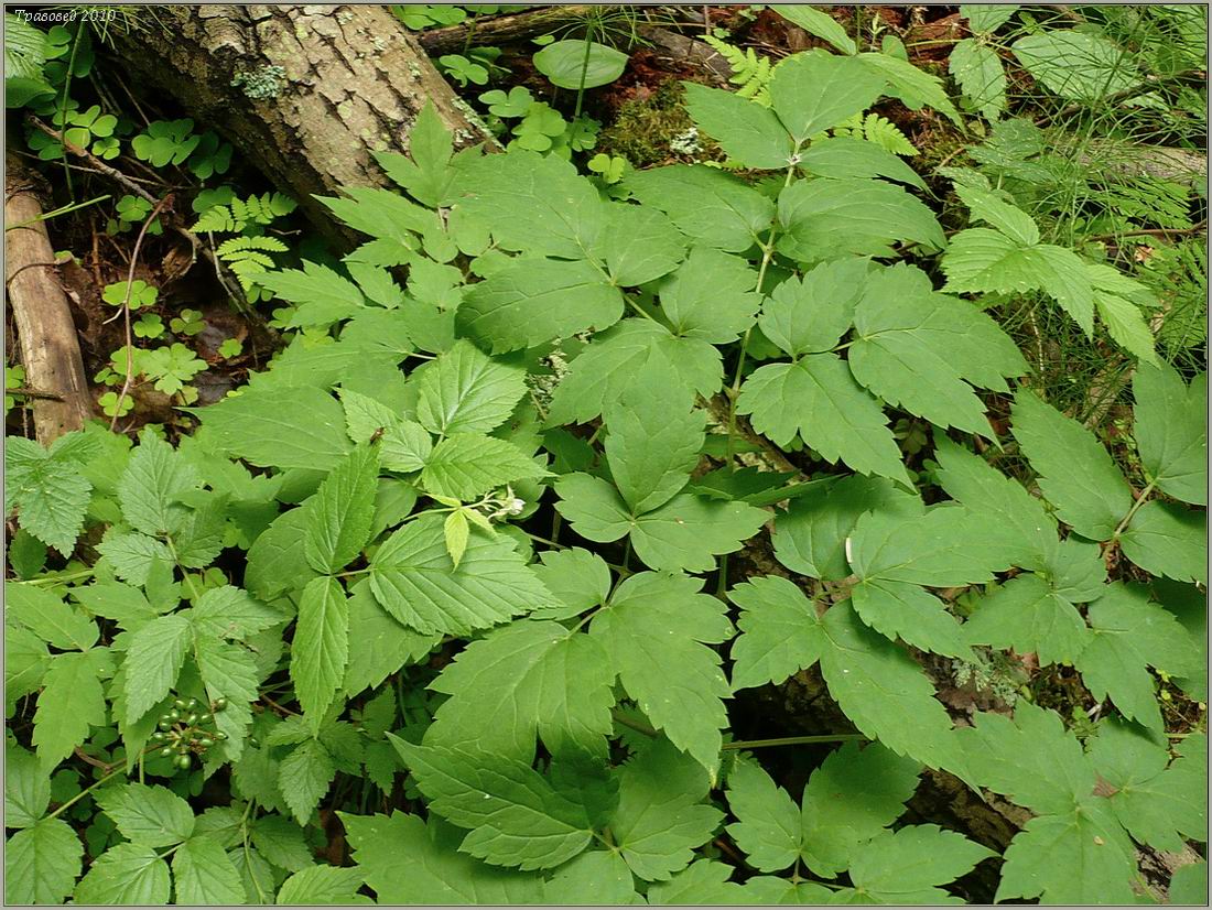 Image of Actaea spicata specimen.