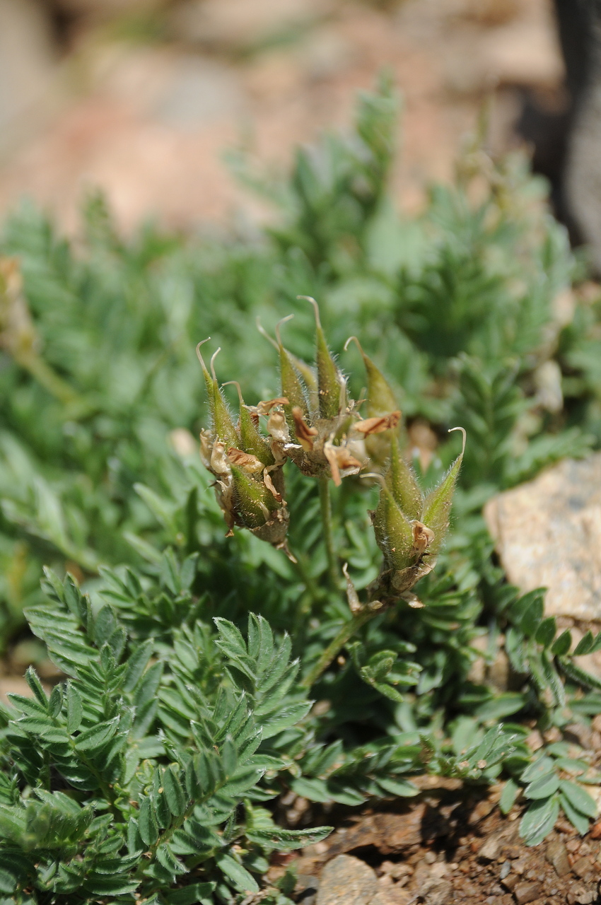 Image of Oxytropis recognita specimen.