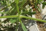 Galium aparine