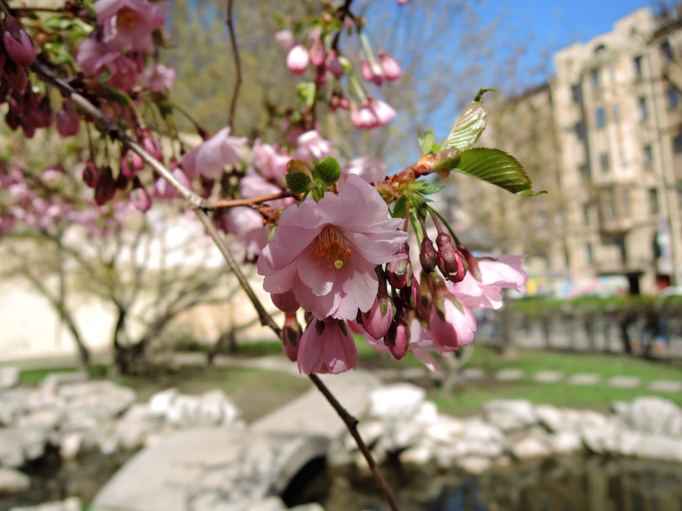 Изображение особи Prunus serrulata.