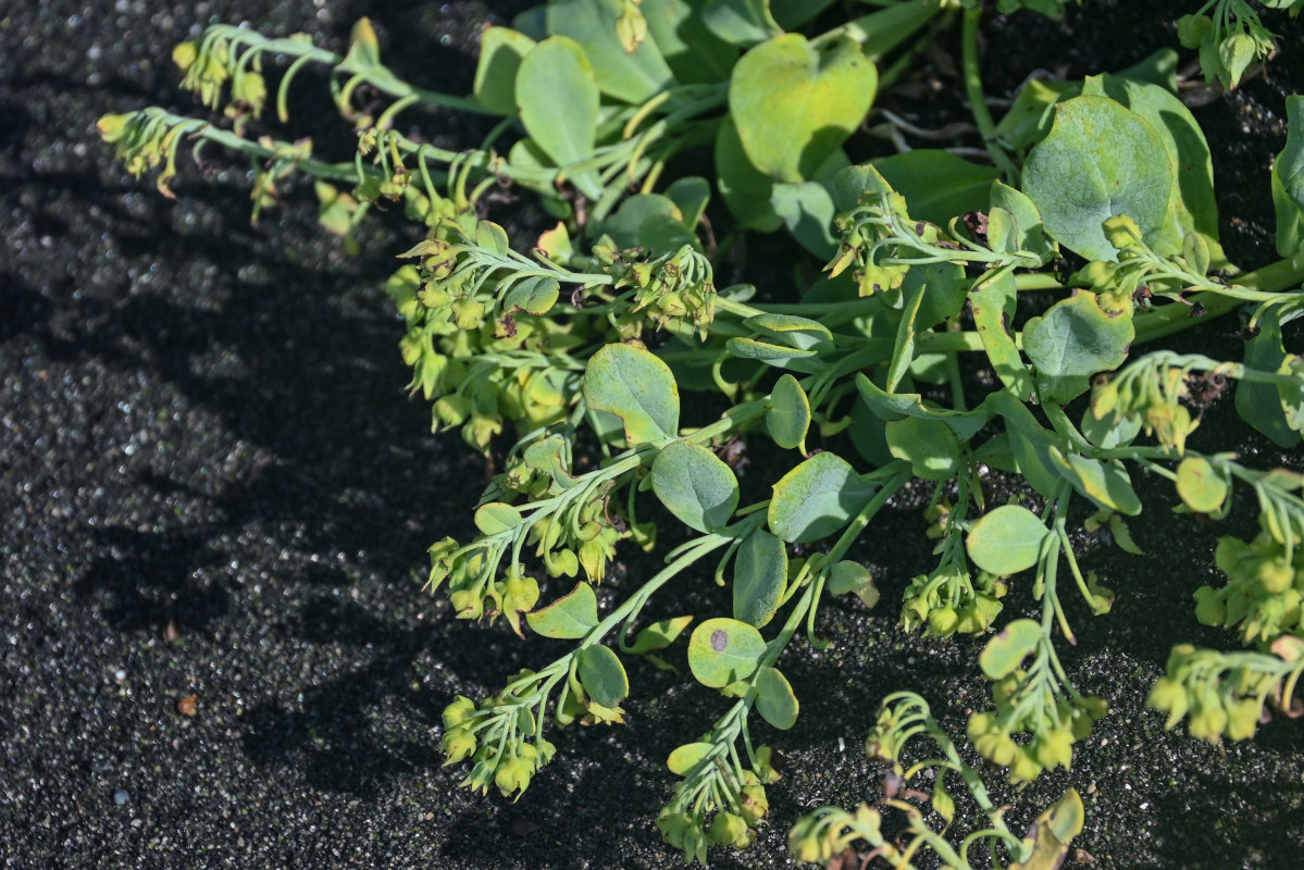 Image of Mertensia maritima specimen.
