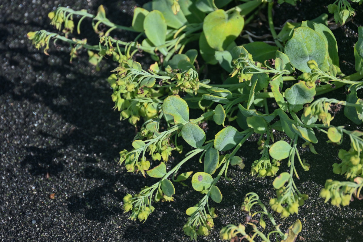 Изображение особи Mertensia maritima.