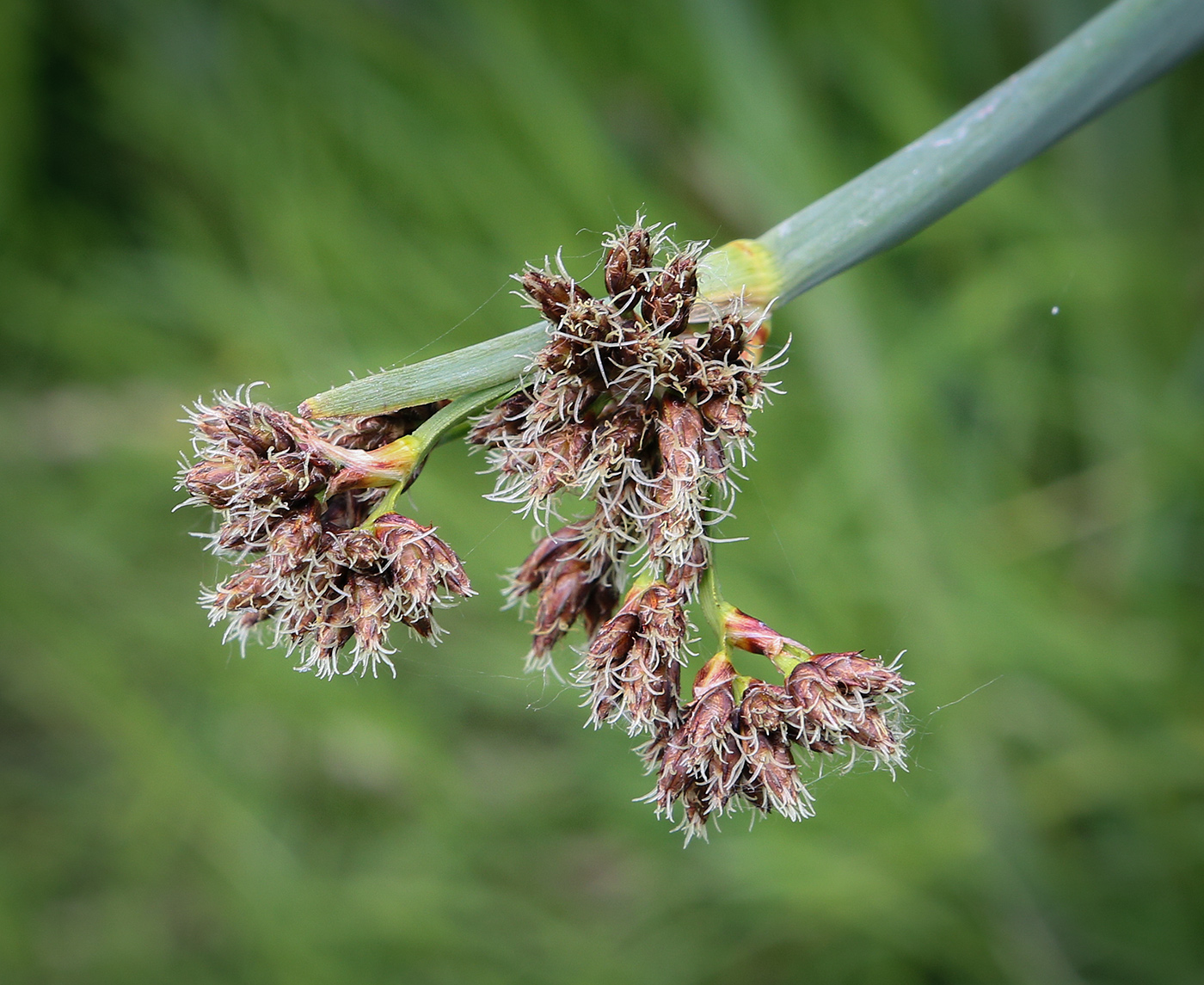 Изображение особи Schoenoplectus lacustris.