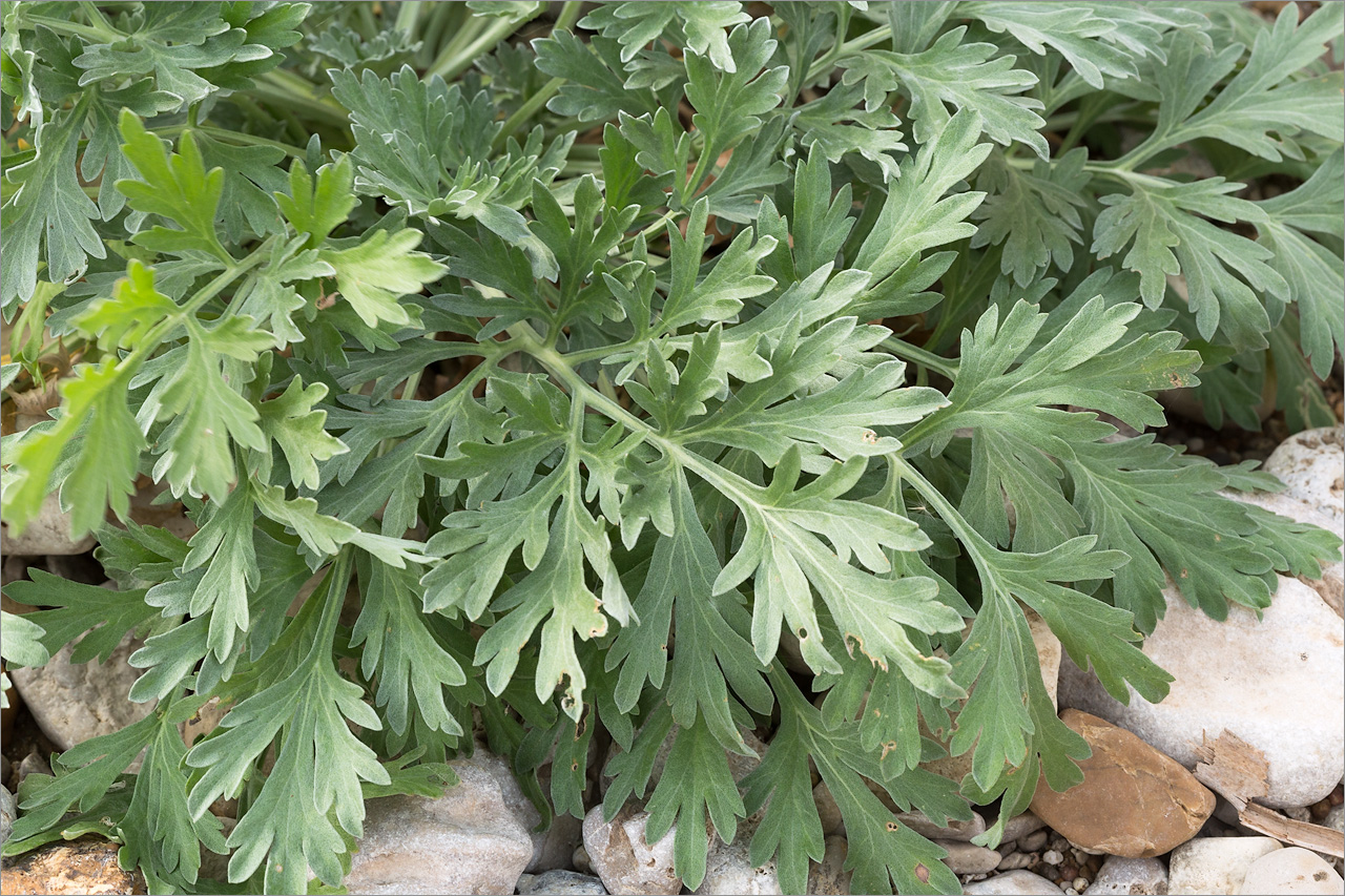 Image of Artemisia absinthium specimen.