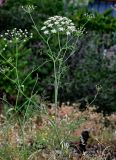 Astrodaucus orientalis