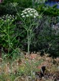 Astrodaucus orientalis. Верхушка цветущего растения. Грузия, г. Тбилиси, сухой склон. 10.06.2023.