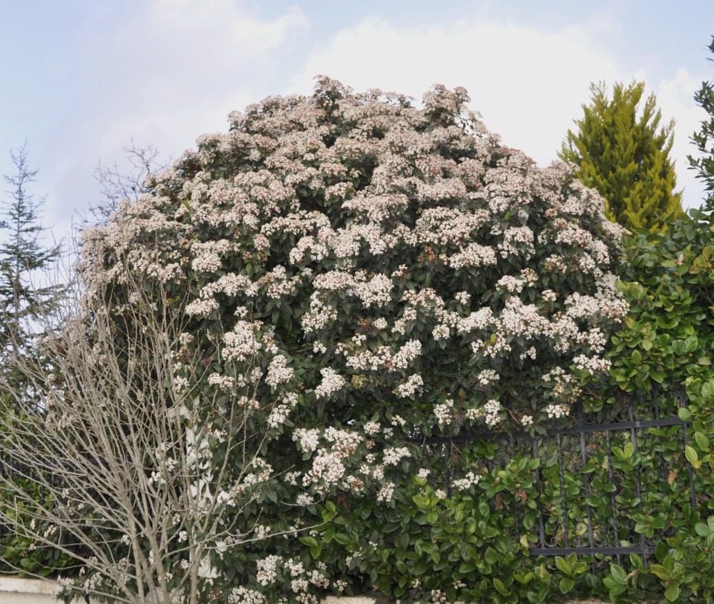 Изображение особи Viburnum tinus.