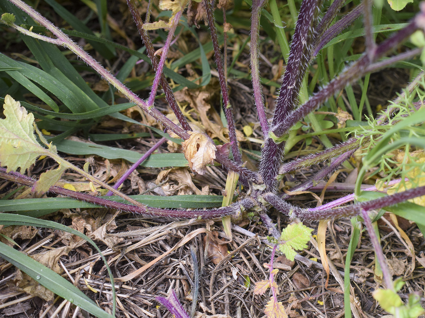 Изображение особи Sinapis alba ssp. mairei.