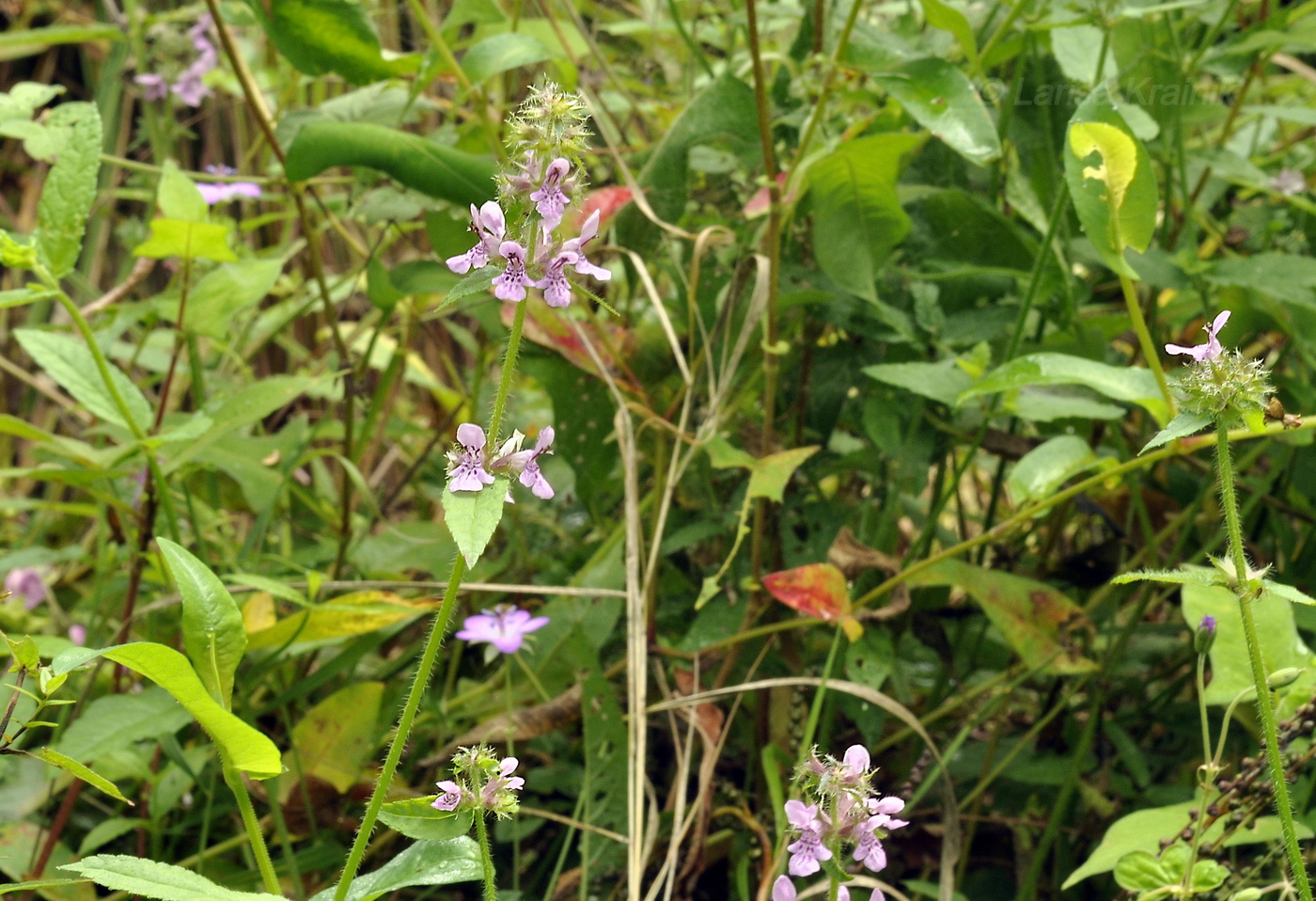 Image of Stachys aspera specimen.