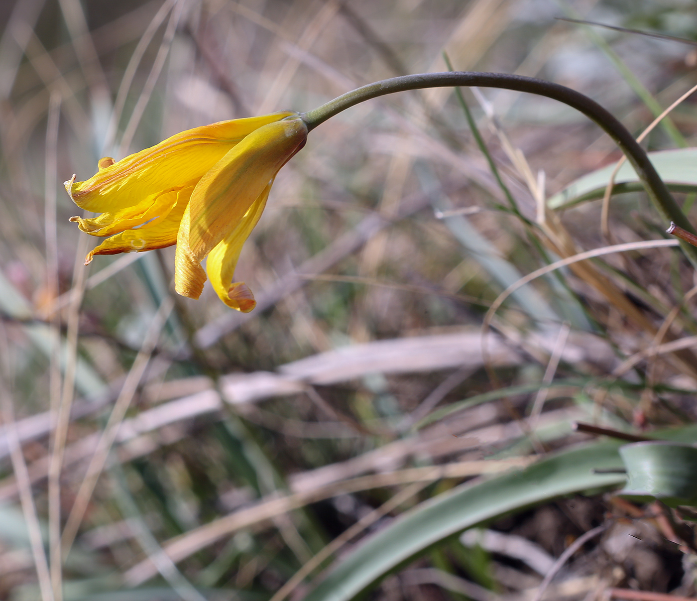 Image of Tulipa sylvestris specimen.