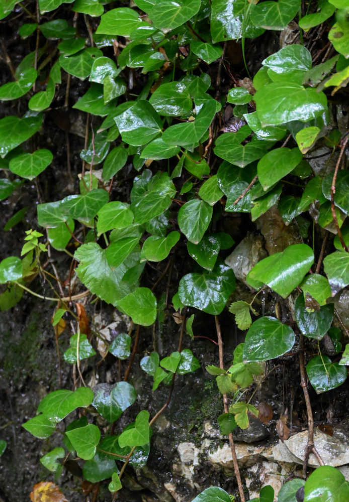 Image of Hedera colchica specimen.
