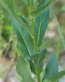 genus Hesperis. Средняя часть цветущего побега. Краснодарский край, Крымский р-н, окр. станицы Неберджаевская, ур. Темрючки, дубово-грабовый лес, близ лесного ручья. 18.05.2024.