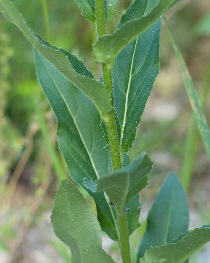 Image of genus Hesperis specimen.