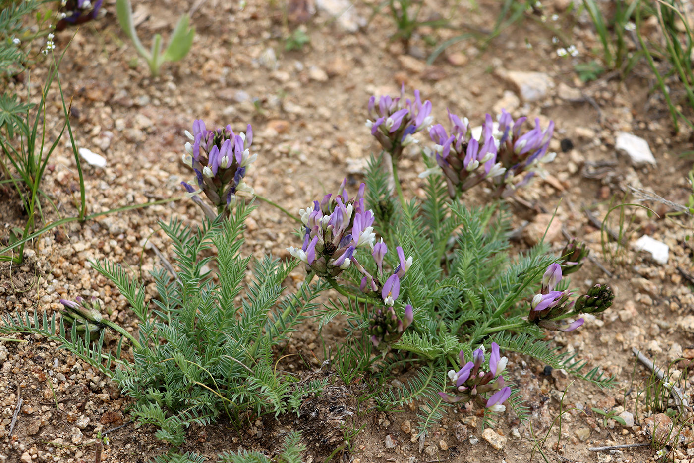 Изображение особи Astragalus masenderanus.