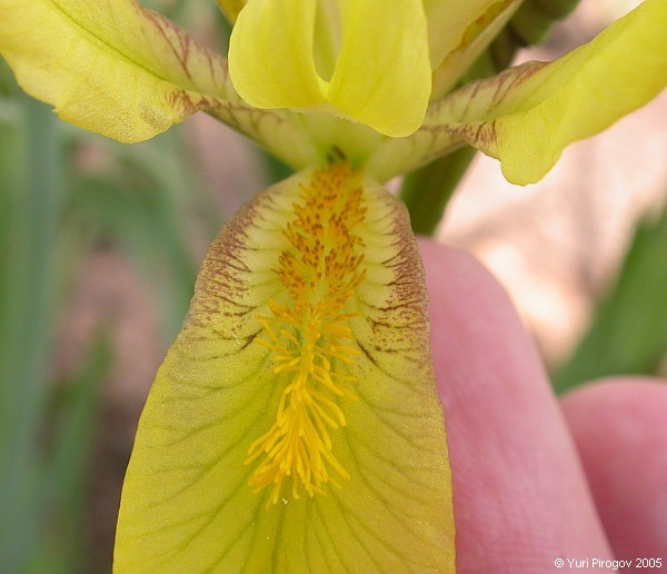 Image of Iris pineticola specimen.