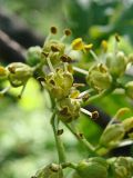Phellodendron amurense