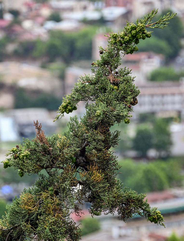 Изображение особи Cupressus sempervirens.