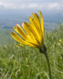 Tragopogon reticulatus