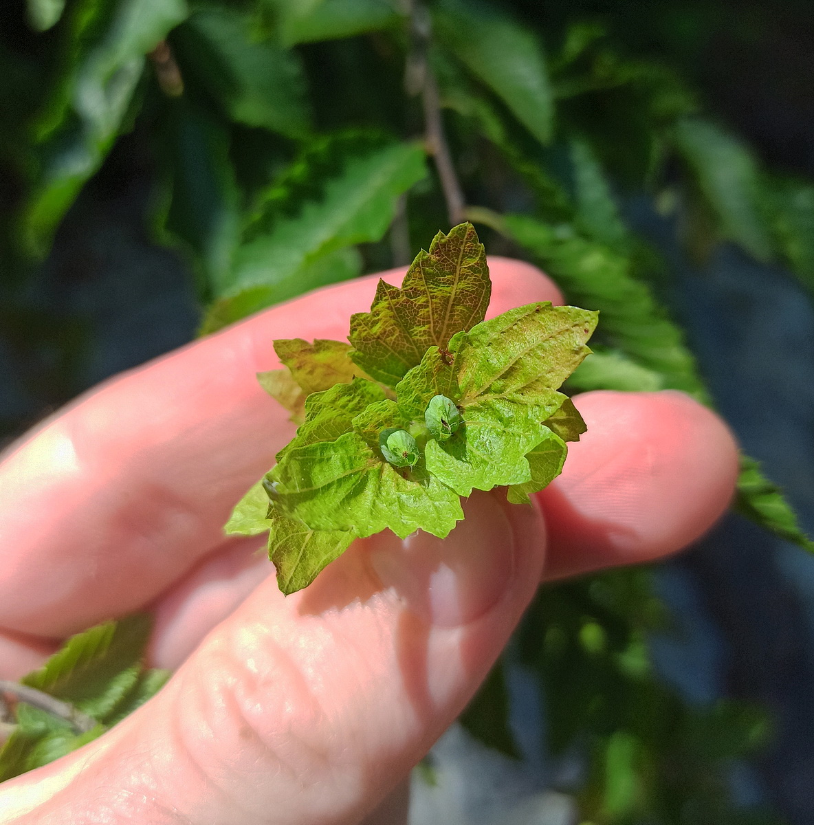 Изображение особи Carpinus orientalis.