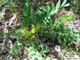 Astragalus sewertzowii