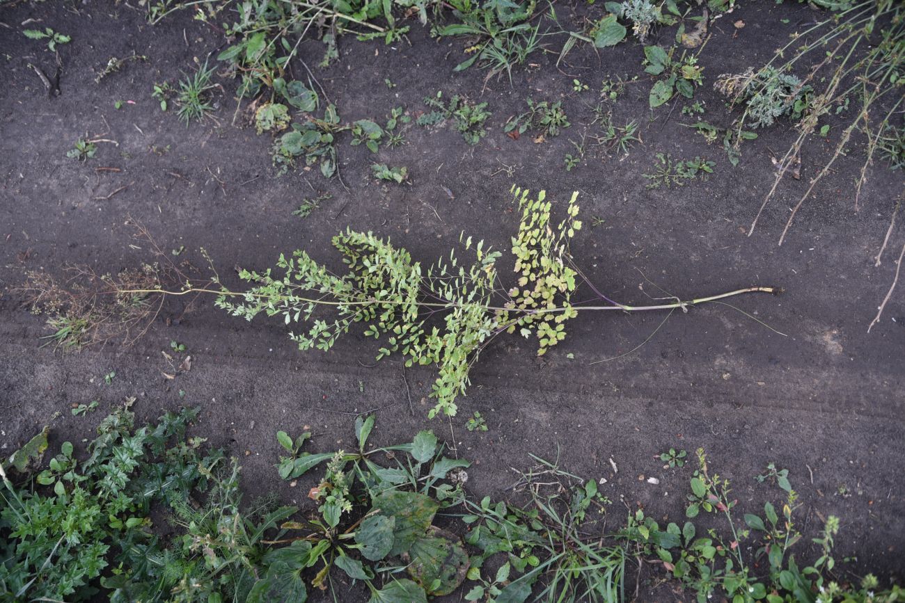 Image of Thalictrum minus specimen.