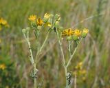 Senecio grandidentatus