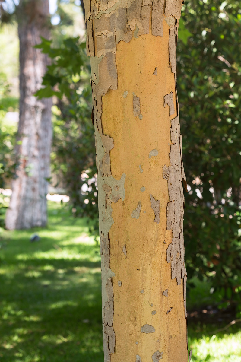 Image of Platanus &times; acerifolia specimen.